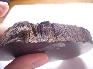 ANCIENT MINIATURE TREE TRUNK CROSS SECTION POSSIBLY 500 YEAR OLD BONSAI V.  HARD 3