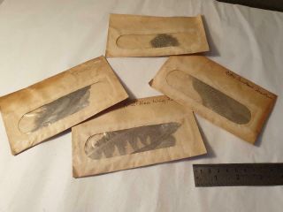 4 X Envelopes Vintage Fly Tying Feathers - Bustard/quail/nz Kea Wing & Other