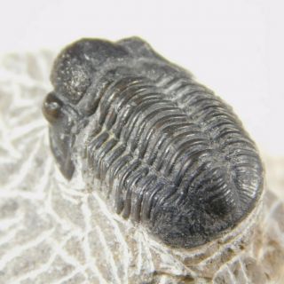 A 400 Million Year Old Trilobite Fossil 37.  5gr