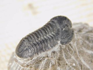 A 400 Million Year Old Trilobite Fossil 37.  5gr 2