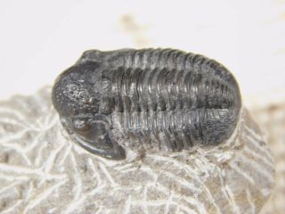A 400 Million Year Old Trilobite Fossil 37.  5gr 3