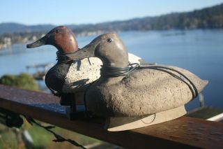 2 - Canvasback Duck Decoys By R.  Saylor,  Florence,  Or. ,  Drake & Hen,  Mathewson Rig