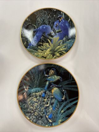 Hyacinth Macaw & Blue Crowned Motmots Plates Lenox Miracles Of The Rainforest