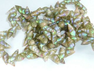 Antique Vintage Tasmanian Maireener Shells Iridescent Necklace Green Blue Purple