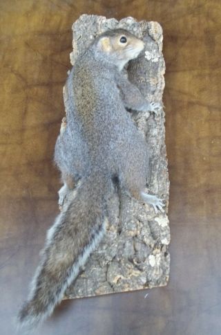 Vintage Large Gray Squirrel Taxidermy Mount,  Mancave,  Ex Cond