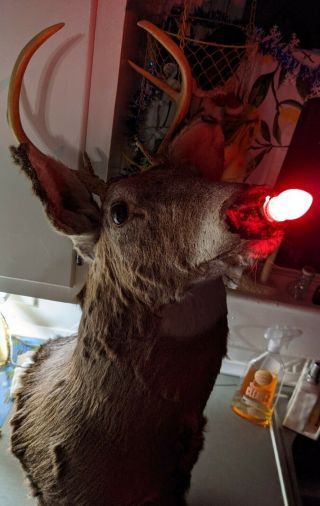 Large Xmas Vtg Red Rudolph Light Up Nose Deer Head Shoulder Mount Taxidermy Bar