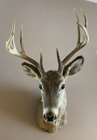 Vintage Whitetail Deer Head Mount Taxidermy Antler Buck Shoulder White Tail
