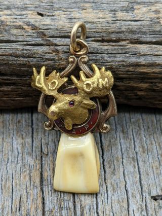 Vintage P.  A.  P.  Loom Loyal Order Of Moose Tooth Pendant With Ruby Eye