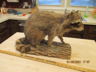 Vintage Scruffy Raccoon Life - Size Taxidermy Mount