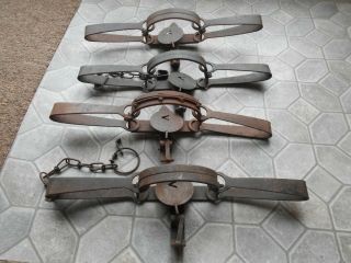 4 Victor No.  3 Double Longspring Traps,  Traps,  Trapping
