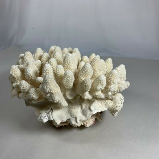 Vintage fossilized Finger Coral 2