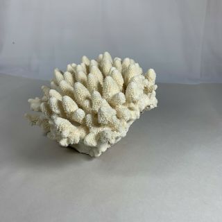 Vintage fossilized Finger Coral 3
