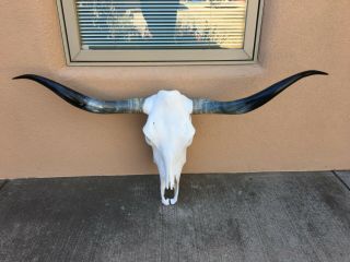Pretty Longhorn Steer Skull 4 Feet 2 Inch Polished Bull Horn Mounted A Cow Head