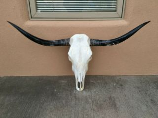 Pretty Longhorn Steer Skull 3 Feet 7 Inch Polished Bull Horn Mounted Cow Head
