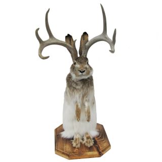 100 Taxidermy Life Size Jackalope Mount Real Authentic Pointed Antlers
