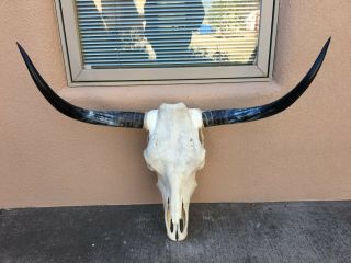 Pretty Longhorn Steer Skull 3 Feet 2.  5 Inch Polished Bull Horn Mounted Cow Head