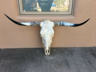 Pretty Longhorn Steer Skull 3 Feet 4 Inch Polished Bull Horn Mounted Cow Head