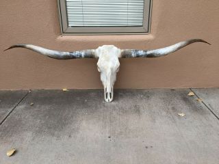 Longhorn Steer Skull 6 Feet 1 " Wide Polished Bull Horns Mounted Cow Head