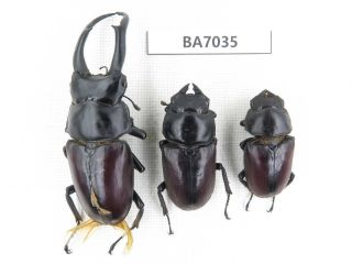 Beetle.  Dorcus Macleayii.  Myanmar Border,  N Mt.  Gaoligongshan.  1m2f.  Ba7035.