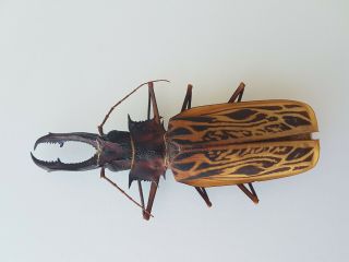 Macrodontia Cervicornis Huge 15.  2cm Peru Prioninae Beetle