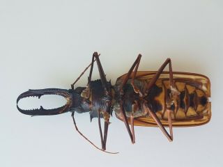 MACRODONTIA Cervicornis HUGE 15.  2cm Peru Prioninae Beetle 2