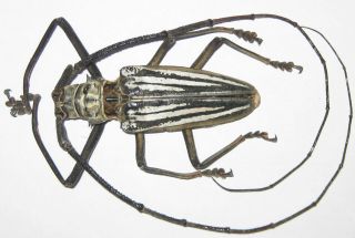 Cerambycidae Batocera Lamondi Male A1 Now82mm (solomon Islands) Xl