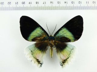 , Entomology,  Butterfly: Alcides Aurora Male Britian,  Rarity