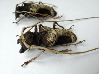 Giant 75/67mm Petrognatha Gigas Pair Congo A1 Prioninae Cerambycidae