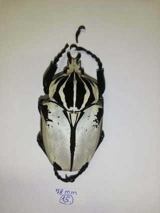 Cetonidae.  Goliathus Goliatus Var.  Intermedius 78mm.  Cameroon.  Beetle.