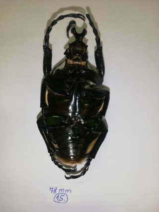 Cetonidae.  Goliathus goliatus var.  intermedius 78mm.  Cameroon.  Beetle. 2