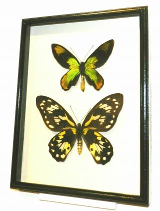 Ornithoptera Victoriae Victoriae Pair.  In A Frame Made Of Expensive Wood
