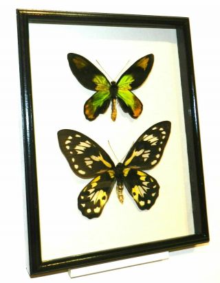 Ornithoptera victoriae victoriae pair.  In a frame made of expensive wood 2