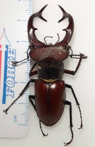 Big Red Lucanus Elaphus 58mm Indiana 27f Lucanid Stag Beetle Lucanidae Wow