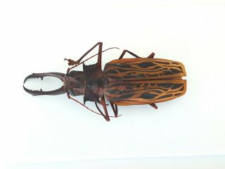 Macrodontia Cervicornis Huge 15.  3cm Cerambycidae Peru Prioninae