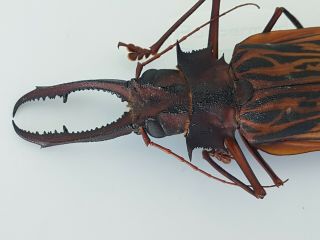 MACRODONTIA Cervicornis HUGE 15.  3cm Cerambycidae Peru Prioninae 2