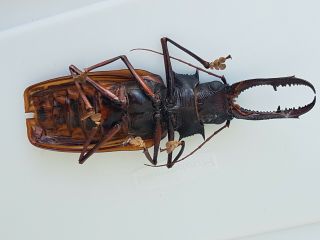 MACRODONTIA Cervicornis HUGE 15.  3cm Cerambycidae Peru Prioninae 3