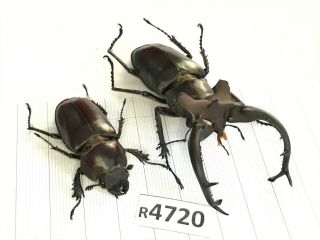 77mm Rare Lucanidae Lucanus Dongi Beetle Vietnam R4720