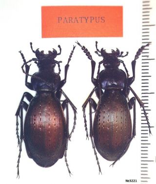 Carabus (apotomopterus) Yunanesis Huizeanus China,  N.  Yunnan Paratype Pair