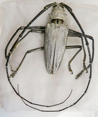 210202 Cerambycidae Batocera Porioni,  Salomon,  74 Mm