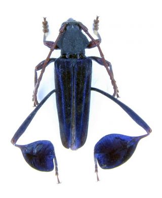 Cerambycidae,  Phyllocnema Lygaea,  Tanzania,  2843