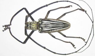 Cerambycidae Batocera Lamondi Male A1 82mm (solomon Islands) Xl Perfect
