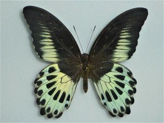 Fantastic Papilio Polymnestor Parinda Male Papilioniidae Papilionidae Sri Lanka