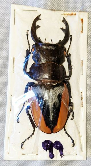 Beetle - Odontolabis Cuvera Alticola Male 74mm,  - From Myanmar