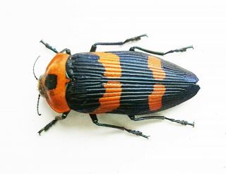 Buprestidae - Calodema Annae Grasso,  2020 35mm A1 From Papua