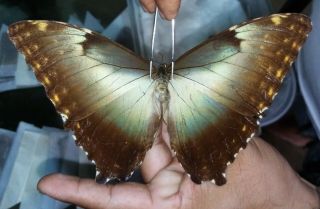 Lepidoptera/morphinae/morpho Hecuba Sp Female N 30 Loreto Peru