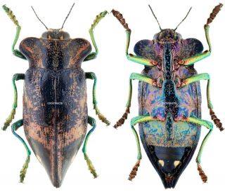 Insect - Buprestidae Polybothris Goryi - Madagascar - 35mm.