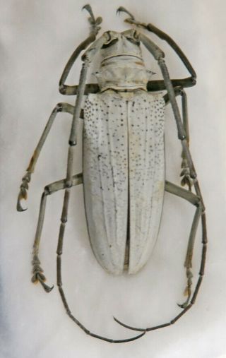 210241 Cerambycidae Batocera Porioni,  Salomon,  60 Mm