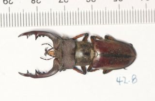 Lucanidae Lucanus Sp.  42.  8mm West Yunnan