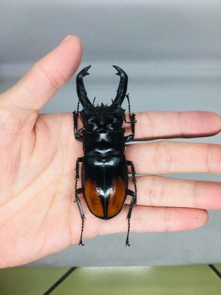Hexarthrius Parryi From Indonesia 90 - 91mm Lucanidae