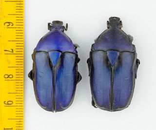 Beetle - Cetoniidae - Rhomborrhina Gigantea (pair,  Blue Form) - Malaysia - 5239